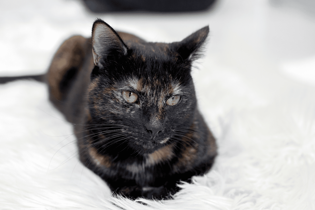 The Unseen Cause of Cat Allergies